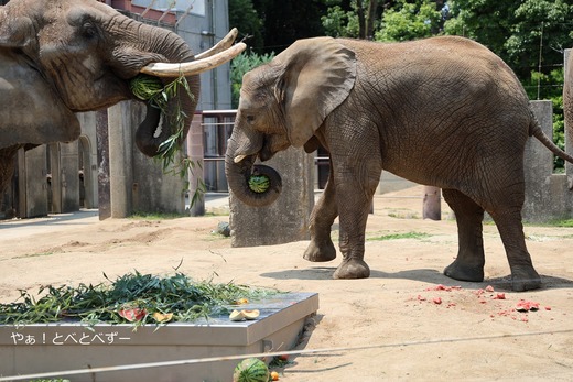 スイカが大好きなアフリカゾウの親子@愛媛県立とべ動物園