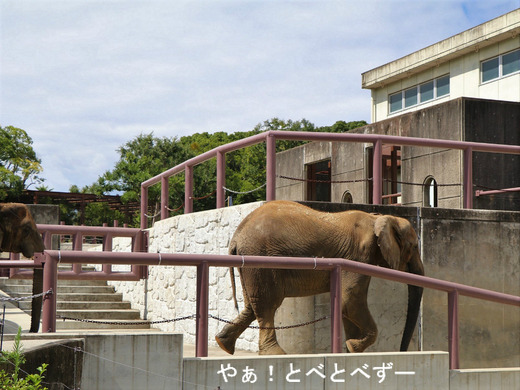 とべ動物園アフリカゾウ:媛ちゃん