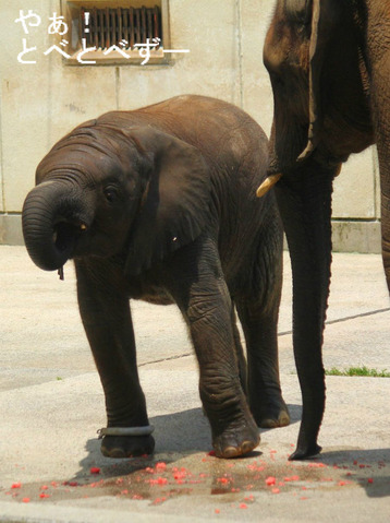 とべ動物園アフリカゾウ:媛ちゃん(メス、8歳)