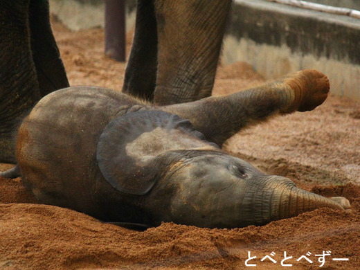 ゾウの砂浴び