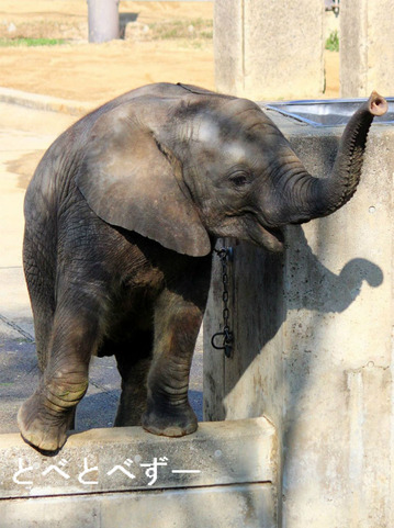 多摩動物公園に婿入りした砥夢くんの妹、砥愛ちゃん