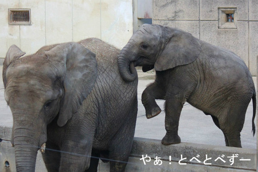 とべ動物園アフリカゾウのブログ：やぁ！とべとべずー