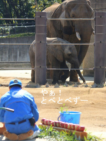 アフリカゾウイベント：アフ君にバレンタインデーのプレゼント