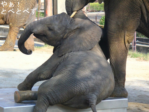アフリカゾウ、アジアゾウ大好きブログ:やあ!とべとべずー