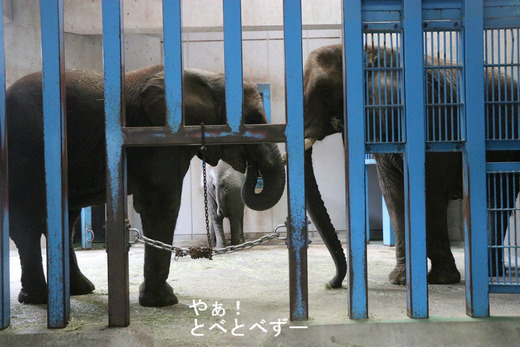 日本で唯一アフリカゾウの家族が見られる愛媛県立とべ動物園
