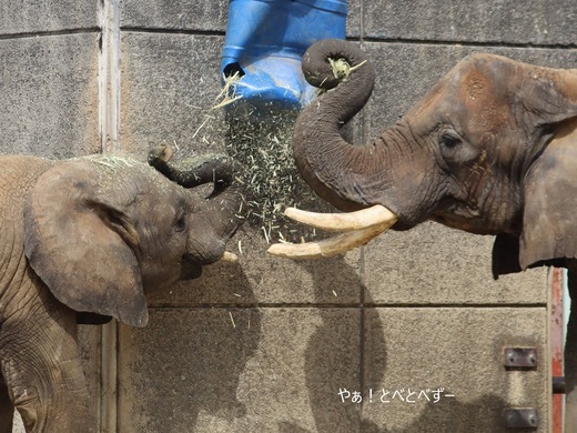 アフリカゾウ、アジアゾウ大好きブログ：やぁ！とべとべずー