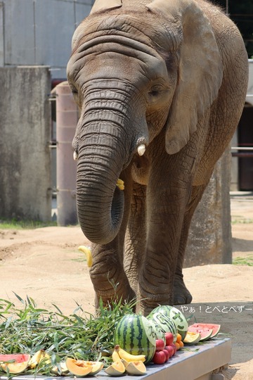 とべ動物園ブログ：やぁ！とべとべずー