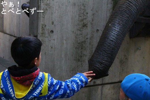 とべ動物園イベント：アフリカゾウへのエサやり体験