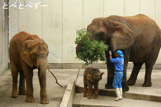 とべ動物園アフリカゾウの親子