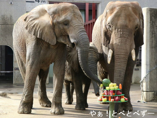 アフリカゾウ、アジアゾウ大好きブログ：やぁ！とべとべずー