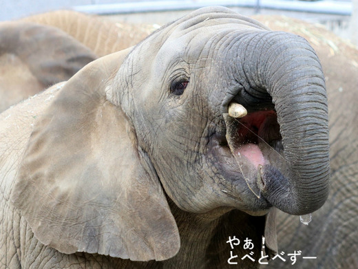 冬の砥部動物園:氷を食べるアフリカゾウ