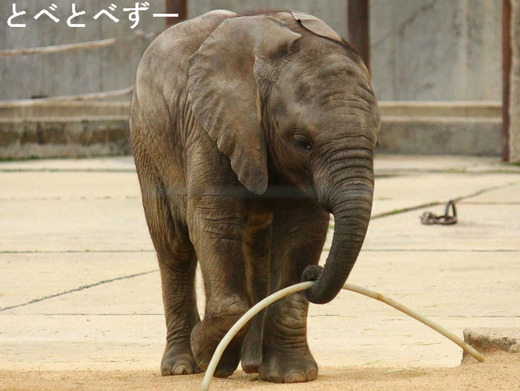 昨年（2013年6月1日）生まれたゾウの赤ちゃん：名前は砥愛（とあ）