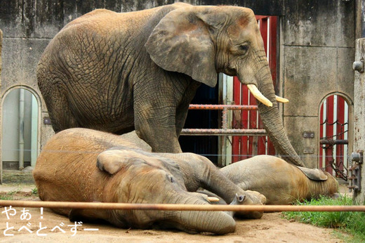 アフリカゾウ、アジアゾウ大好きブログ：やぁ！とべとべずー