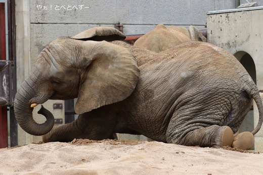 とべ動物園アフリカゾウイベント：砥愛ちゃん１２歳のお誕生会
