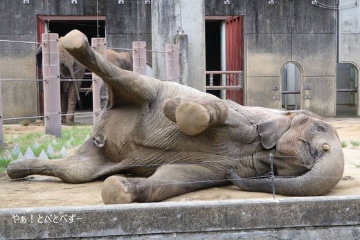 アフリカゾウ、アジアゾウ大好きブログ:やぁ!とべとべずー