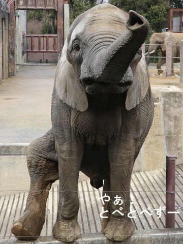 アフリカゾウ、アジアゾウ大好きブログ：やぁ！とべとべずー