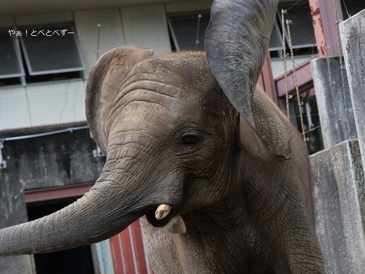 アフリカゾウ大好きブログ：やぁ！とべとべずー