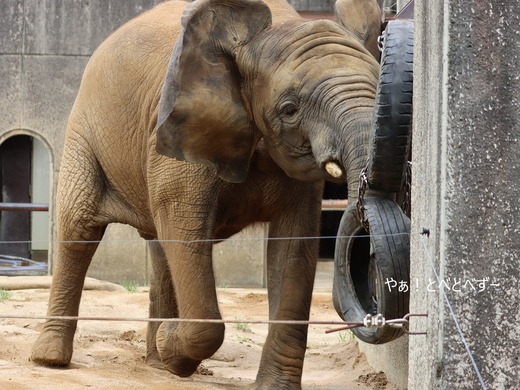 とべ動物園アフリカゾウ:砥愛ちゃん(メス、8歳)