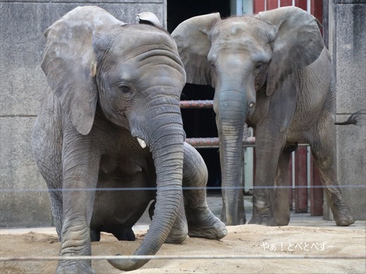 日本で唯一血縁関係のあるアフリカゾウの親子が暮らす愛媛とべ動物園