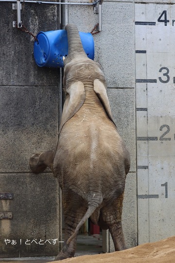 とべ動物園ブログ:やぁ!とべとべずー