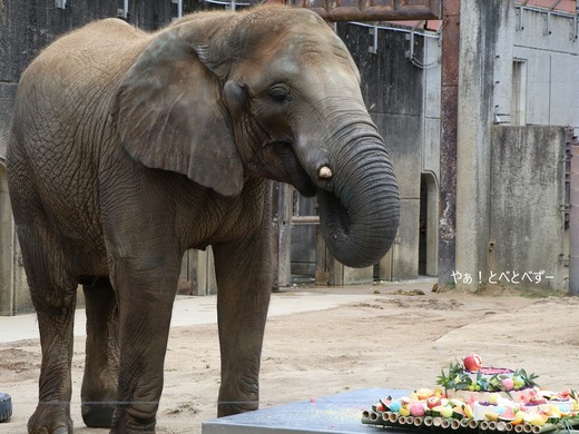とべ動物園アフリカゾウ：媛ちゃんお１７歳のお誕生会
