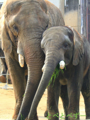 とべ動物園アフリカゾウの親子：リカと砥夢