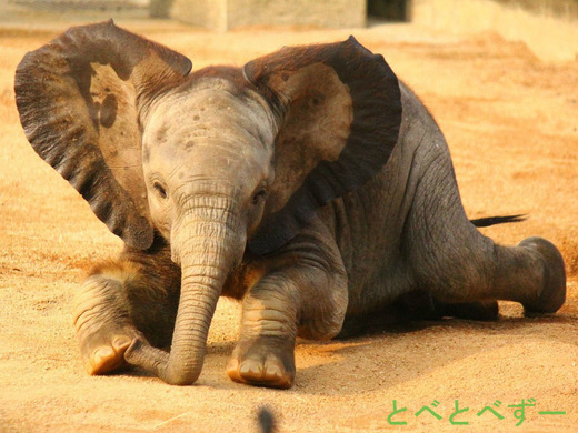 とべ動物園アフリカゾウ：アフ、リカ、媛、砥夢、砥愛
