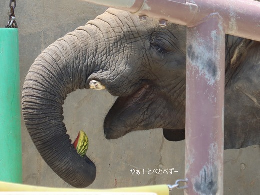 スイカ大好きなアフリカゾウの子象の砥愛