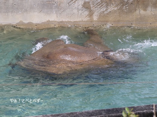プールで遊ぶアフリカゾウの子象の砥愛ちゃん:愛媛県立とべ動物園