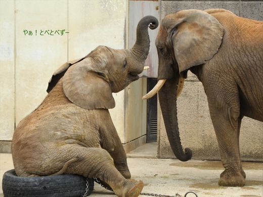 とべ動物園アフリカゾウの親子:リカ母さん、砥愛ちゃん