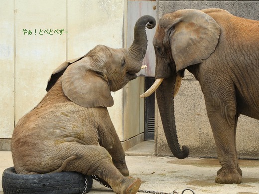 とべ動物園アフリカゾウの親子：リカ母さん、砥愛ちゃん