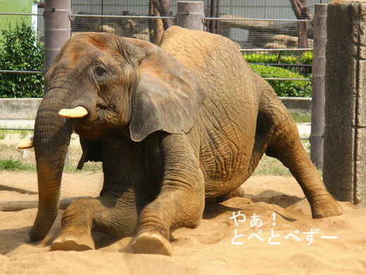 多摩動物公園アフリカゾウの砥夢くんのお母さん象のリカさん