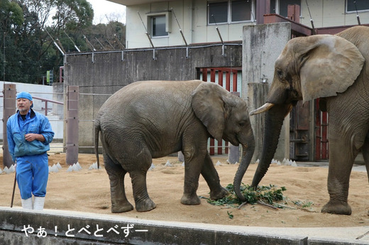 NHK「アフリカゾウの家族をつくる」に登場の椎名さんと媛ちゃん