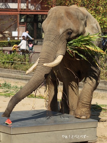 日本で唯一血縁関係のあるアフリカゾウの親子が暮らす愛媛とべ動物園