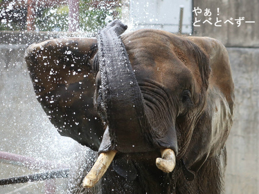 多摩動物公園の砥夢君のお母さん象：リカ