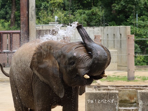 水遊びをするアフリカゾウ:砥愛(とあ)