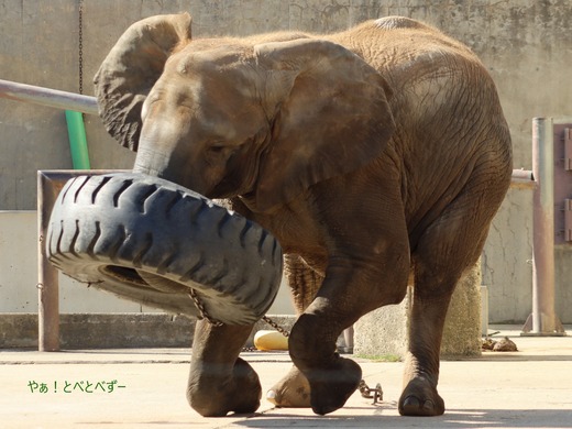とべ動物園アフリカゾウ:アフ、リカ、媛、砥夢、砥愛