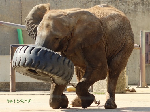 とべ動物園アフリカゾウ：アフ、リカ、媛、砥夢、砥愛