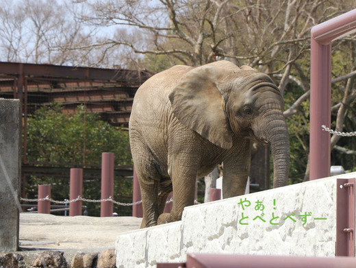 アフリカゾウ、アジアゾウ大好きブログ:やぁ!とべとべずー