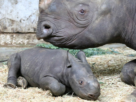 とべ動物園ブログ:やぁ!とべとべずー