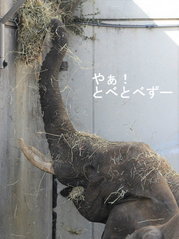 とべ動物園アフリカゾウのブログ:やぁ!とべとべずー