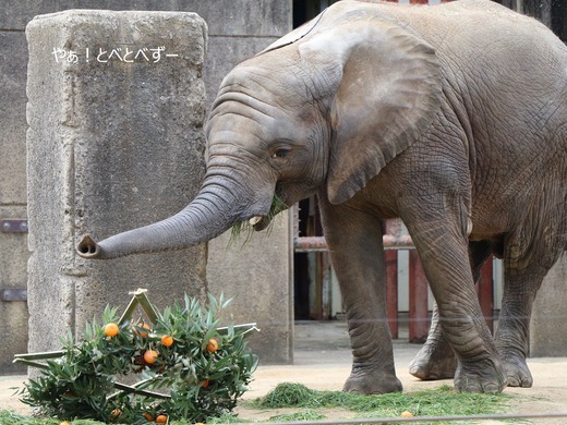 アフリカゾウ写真家：矢野賢一（やぁ！とべとべずー）