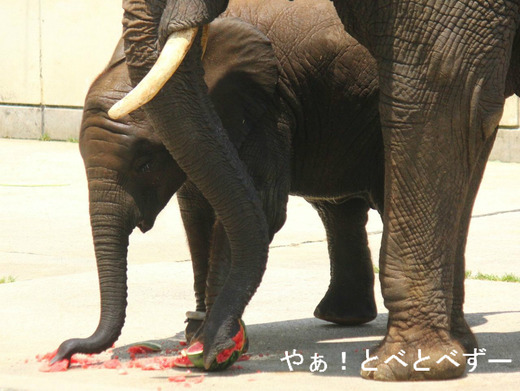 アフリカゾウ砥愛ブログ:やぁ!とべとべずー(by ケニッシュ)