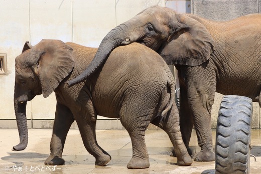 とべ動物園アフリカゾウの仲良し姉妹:媛ちゃん、砥愛ちゃん