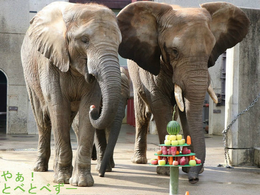とべ動物園アフリカゾウ