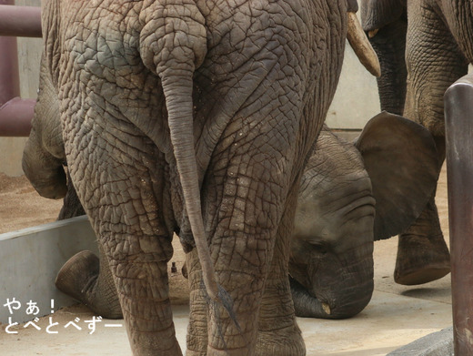 アフリカゾウ、アジアゾウ大好きブログ:やぁ!とべとべずー