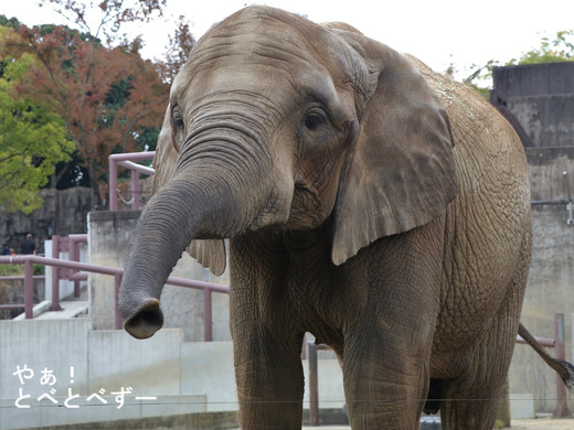 とべ動物園アフリカゾウのブログ:やぁ!とべとべずー