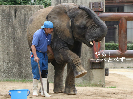 アフリカゾウのレジェンド飼育員さんと砥愛ちゃん