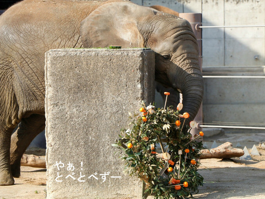 日本で唯一血縁関係のあるアフリカゾウの親子が暮らす愛媛とべ動物園
