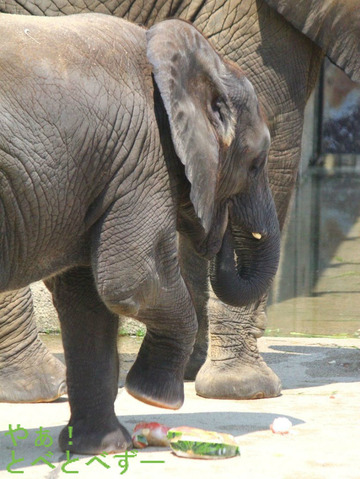 とべ動物園アフリカゾウの子象の砥愛ちゃん（メス、３歳）